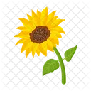 Girasol  Icono