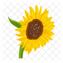 Girasol  Icono