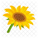 Girasol  Icono