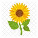 Girasol  Icono