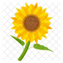 Girasol  Icono