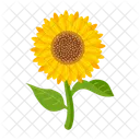 Girasol  Icono