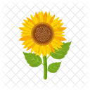 Girasol  Icono