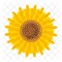 Girasol  Icono