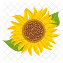 Girasol  Icono