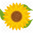 Girasol  Icono