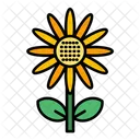 Girasol  Icono