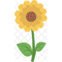 Girasol  Icono