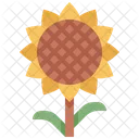 Girasole  Icon