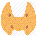 Glandes Parathyroides Equilibre Endocrinien Et Hormonal Icône