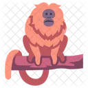 Golden Lion Tamarin Golden Marmoset Monkey Icon