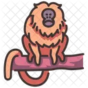 Golden Lion Tamarin Golden Marmoset Monkey Icon