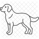 Golden Retriever Perro Icono