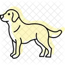 Golden Retriever Perro Icono