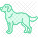 Golden Retriever Perro Icono