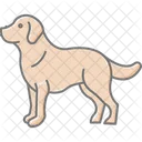 Golden Retriever Perro Icono