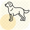 Golden Retriever Perro Icono