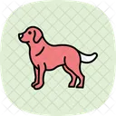 Golden Retriever Perro Icono