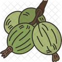 Gooseberries  Icon
