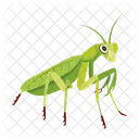 Gottesanbeterin Symbole Susse Gottesanbeterin Mantodea Symbol