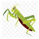 Gottesanbeterin Symbole Susse Gottesanbeterin Mantodea Symbol