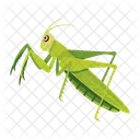 Gottesanbeterin Symbole Susse Gottesanbeterin Mantodea Symbol