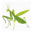 Gottesanbeterin Symbole Susse Gottesanbeterin Mantodea Symbol