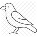 Gralha Passaro Preto Ícone