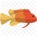 Grammatidae Fish Icon