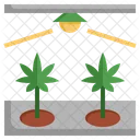 Granja de cannabis  Icono