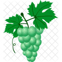 Grape Vino Vine Icon