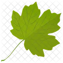 Grape Leaf Leaf Green Leaf Icon