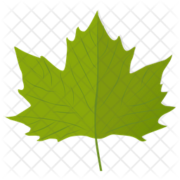 Grape Leaf Icon