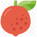 Grapefruit Citrus Fruit Icon