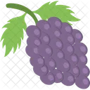 Agriculture Grapes Bunch Icon