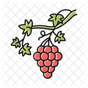 Grapevine Brush Grape Icon