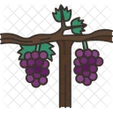 Grapevine  Icon