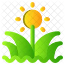 Gras Fruhling Blume Symbol