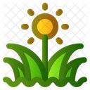Gras Fruhling Blume Symbol