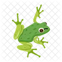 Frosch Krote Ochsenfrosch Icon