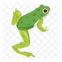 Frosch Krote Ochsenfrosch Icon