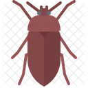 Grass Beetle Grass Beetle Icon