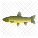 Grass Fish  Icon