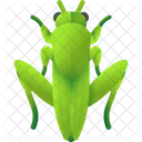 Grasshopper Insect Bug Icon