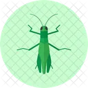 Grasshopper Insect Animal Icon