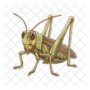 Insect Bug Animal Icon
