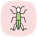 Grasshopper Insect Jumping Icon