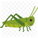 Grasshopper Insect Animal Icon