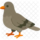 Bird Pigeon Animal Icon