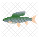 Grayling Fish  Icon